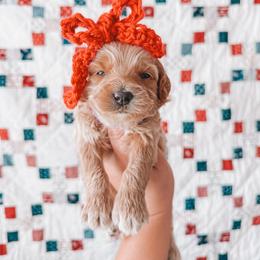 Glory (Purple Collar) - Red  female Goldendoodle puppy in Beaverton, Oregon from Henry Elliots
