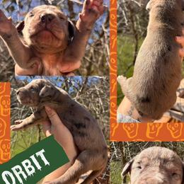 ORBIT - Brindle male Great Dane puppy in Wellsville, New York from Prophecy Danes