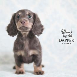 Tsunami - Chocolate and tan female Dachshund puppy in Brooksville, Florida from Dapper Doxies