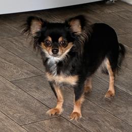 Echo - Chihuahua