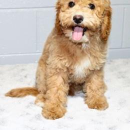 Cavalier King Charles Spaniel, Cavapoochon, and Goldendoodle Puppies from Timshell Farm: Specialty Crossbreed Puppies