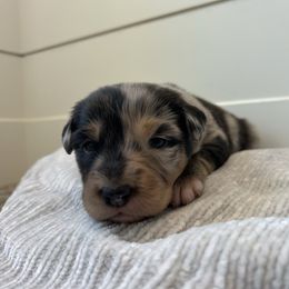 Acadia - Blue merle female Australian Shepherd puppy in Mantua, Utah from Rocky Mountain Aussies