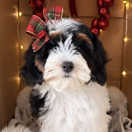 Bernedoodle puppies from Stay Golden Doodles