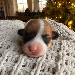 Daisy - Red female Pembroke Welsh Corgi puppy in Springfield, Missouri from Hansen Corgis