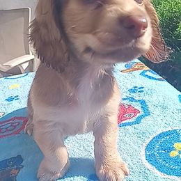 Dachshund Puppies from Nikas Baby Beanz LH Dachshunds