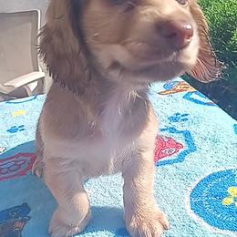 Dachshund Puppies from Nikas Baby Beanz LH Dachshunds