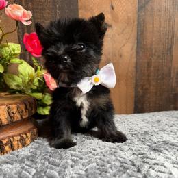 Mighty Mouse - Black and tan male Yorkshire Terrier puppy in Howe, Oklahoma from Ray Holder
