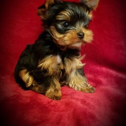 Yorkshire Terrier Puppies from Little Angel Yorkies