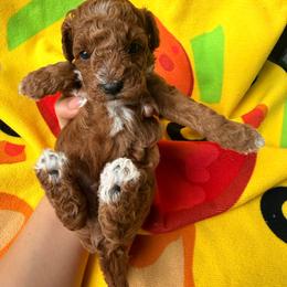 Boy 3 - Red  male Poodle puppy in Miami, Florida from Sakura Poodles
