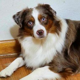 Fly - Miniature American Shepherd