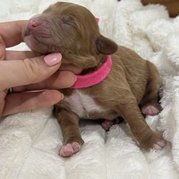 Girl 1 (Available) - Red  female Goldendoodle puppy in Ruthorfordton, North Carolina from Duncan Doodles Goldendoodles
