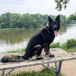 Tiny - German Shepherd