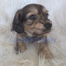 SEVEN 4000 - Cream male Dachshund puppy in Gatesville, Texas from CJ's Dach Dynasty
