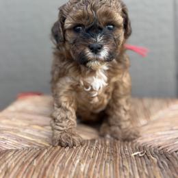 Hazel - red - Brown female Shihpoo puppy in Gay, Georgia from That’s My Puppy