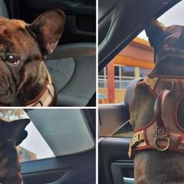 French Bulldogs from Cole's French Bulldogs
