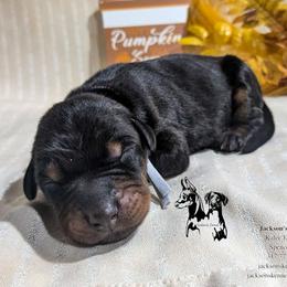 Boy 7 grey - Doberman Pinscher puppy from Jackson's Kennel