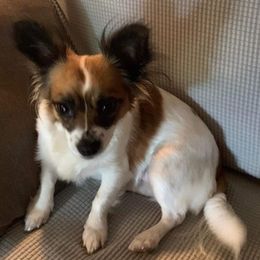 Assorted Doodle Crosses, Chihuahuas, and Shih Tzus from Happy Place Kennels