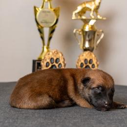 Belgian Malinois Puppies from Nebraska K9
