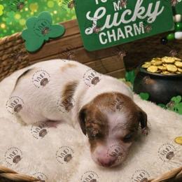 AKC boy 3 - Piebald male Dachshund puppy in Denham Springs, Louisiana from Mary's Mini Dachshunds