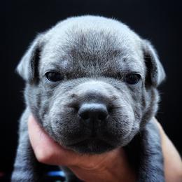 Snowboard - Blue male Staffordshire Bull Terrier puppy in Dallas, Texas from Wild Blue Staffords