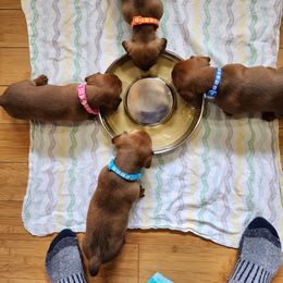 Dachshund Puppies from Knobster's AKC Miniature Dachshund Puppies