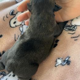 Levi - White and brindle male French Bulldog puppy in Camden, South Carolina from Tiny Farm Frenchies