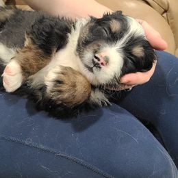 Australian Shepherd Puppies from Whitfarm Aussies