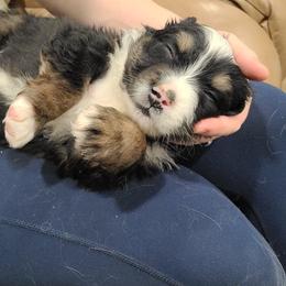 Australian Shepherd Puppies from Whitfarm Aussies