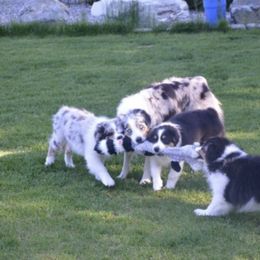 Australian Shepherd Puppies from Terry Edwards