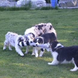 Australian Shepherd Puppies from Terry Edwards