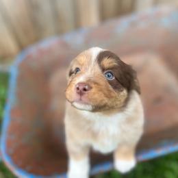 Jackson - Red merle male Miniature Australian Shepherd puppy in Bethany, Illinois from Rachel at Marrowbone Creek Aussies
