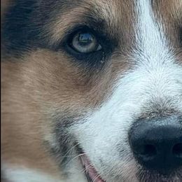 Blu - Pembroke Welsh Corgi