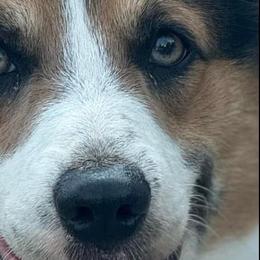 Blu - Pembroke Welsh Corgi