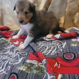 AJ - Sable male Collie puppy in Mattoon, Illinois from Gold Leaf Collies
