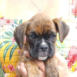 Little guy - Brindle male Boxer puppy in Minnesota from Pattys Boxers and Bulldogs