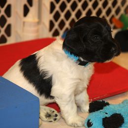 Schapendoes Puppies from Dream Star Schapendoes