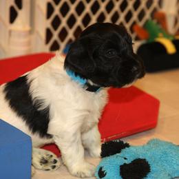 Schapendoes Puppies from Dream Star Schapendoes