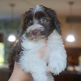 Abe - Chocolate male Australian Labradoodle puppy in Dawson, Georgia from Still Pond Australian Labradoodles