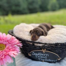Blakely - Chocolate and tan female Dachshund puppy in Colbert, Georgia from Southern Drawl Dachshunds