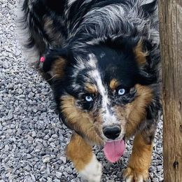 Banny - Australian Shepherd