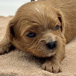 Rizz - Red female Cavapoo puppy in Cedar City, Utah from Cedar Sprout Puppies