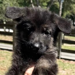 Orange Collar Puppy 5 - Black and red female German Shepherd puppy in Central Florida, Florida from Vom Furstenhund