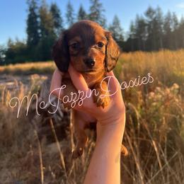 Dachshund Puppies from McJazzin Doxies