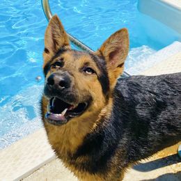 Nadia - German Shepherd