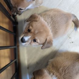 Pembroke Welsh Corgi Puppies from Trapmans Corgi's