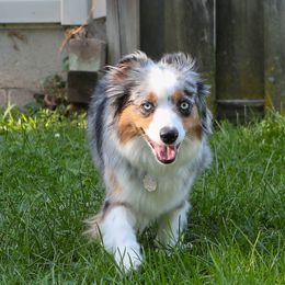 Anika - Miniature American Shepherd