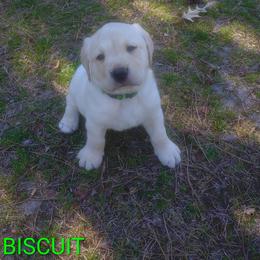 Biscuit (Green Collar) - Yellow male Labrador Retriever puppy in Prince George, Virginia from Kingdom Kenelz Labradors