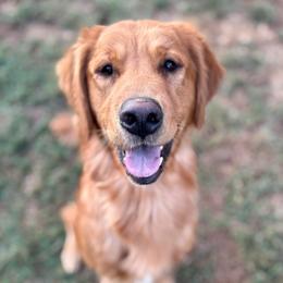 Maia - Golden Retriever