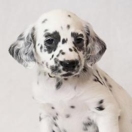 Yellow - White and black female Dalmatian puppy in Cottage Grove, Oregon from Hidden Hills Dalmatians