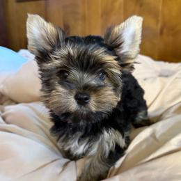 Boy 3 - Black and gold male Yorkshire Terrier puppy in Cleveland, Ohio from My Exotic Yorkies LLC